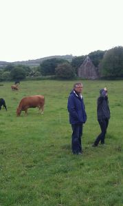 History and cow pastures in Ireland